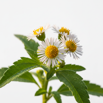 Bidens Pilosa (Bio-Retinol)
