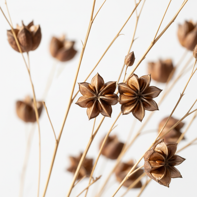 Leinöl (Linum Usitatissimum)