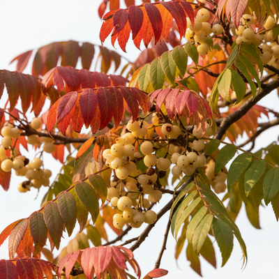 Rhus Succedanea Wachs 