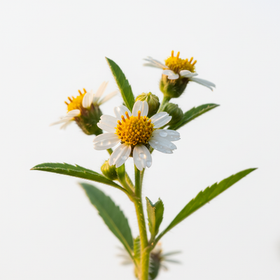 Bidens Pilosa (Bio-Retinol)